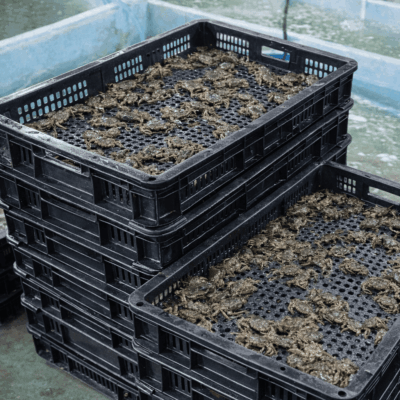 Khay đựng cua giống bằng nhựa